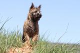 CAIRN TERRIER 299